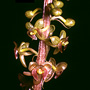 Crepidium marsupichilum