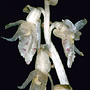 Epipogium roseum