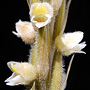 Hetaeria oblongifolia
