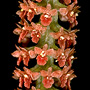 Oberonia aff. palmicola