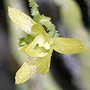 Taeniophyllum malianum