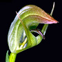 Pterostylis stricta