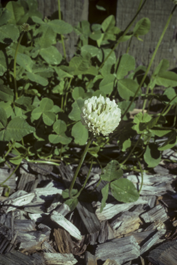 APII jpeg image of Trifolium repens  © contact APII