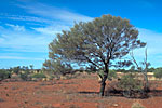 Acacia aneura - Photo M. Fagg A9918