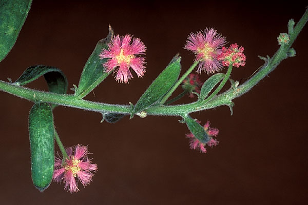 Acacia purpureapetala photograph