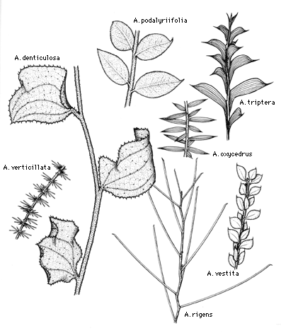 Illustration of Acacia foliage diversity