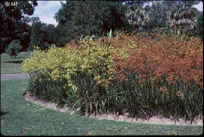 photo: Anigozanthos flavidus RBG Melbourne