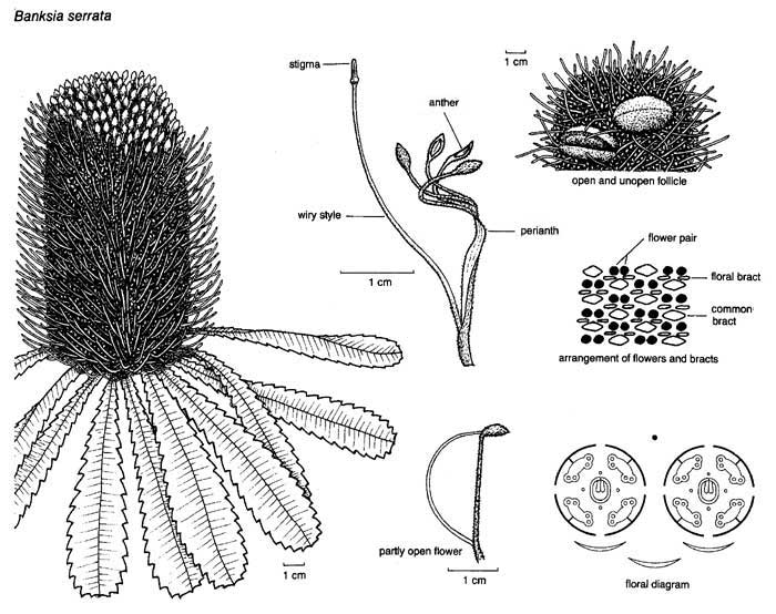 Banksia serrata illustration