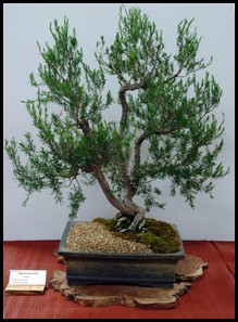 plant photo