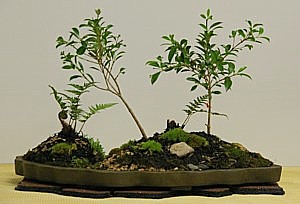 photo of bonsai - click to enlarge