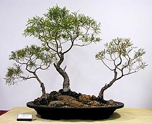 photo of bonsai - click to enlarge