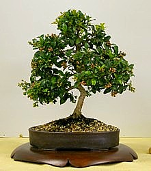 photo of bonsai - click to enlarge