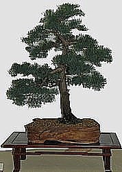 photo of bonsai - click to enlarge