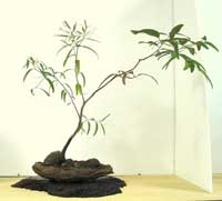 photo of bonsai - click to enlarge