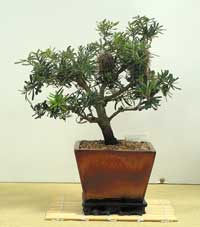 photo of bonsai - click to enlarge