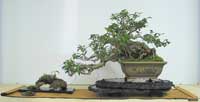 photo of bonsai - click to enlarge