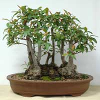 photo of bonsai - click to enlarge