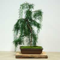 photo of bonsai - click to enlarge