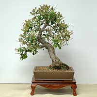 photo of bonsai - click to enlarge