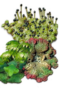 bryophyte images