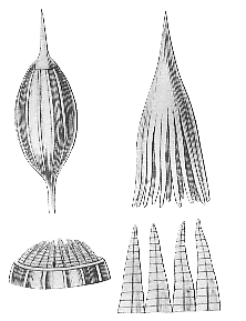 Macromitrium longirostre, Hooker illustration