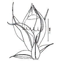 Goniomitrium-acuminatum Catcheside illust