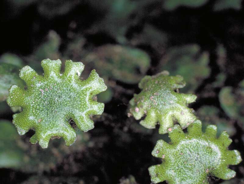 Marchantia foliacea