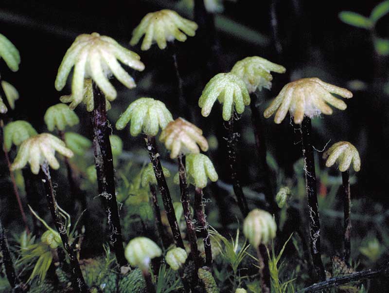 Marchantia sp.