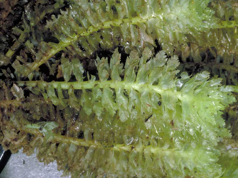 Schistochila balfouriana