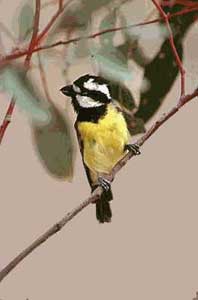 Falcunculus frontatus