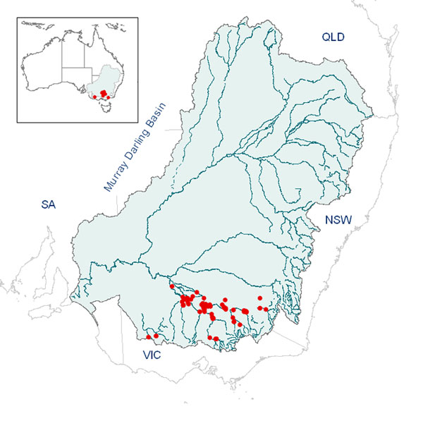 Juncus ingens distribution map