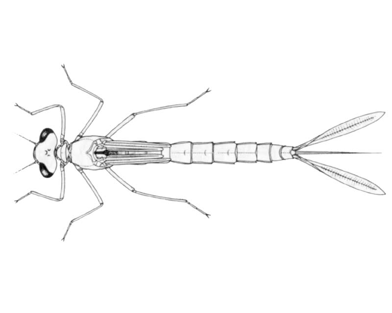 Austrolestes annulosus