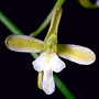 Acriopsis emarginata