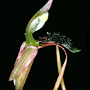 Chiloglottis longiclavata