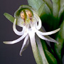 Habenaria hymenophylla