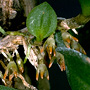Oxysepala aff. schilleriana