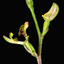 Phoringopsis dockrillii