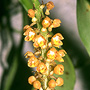 Robiquetia gracilistipes