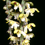 Saccolabiopsis armitii