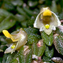 Stilbophyllum torressae