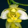 Trichoglottis australiensis