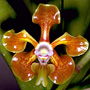 Vanda hindsii