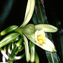 Vanilla planifolia