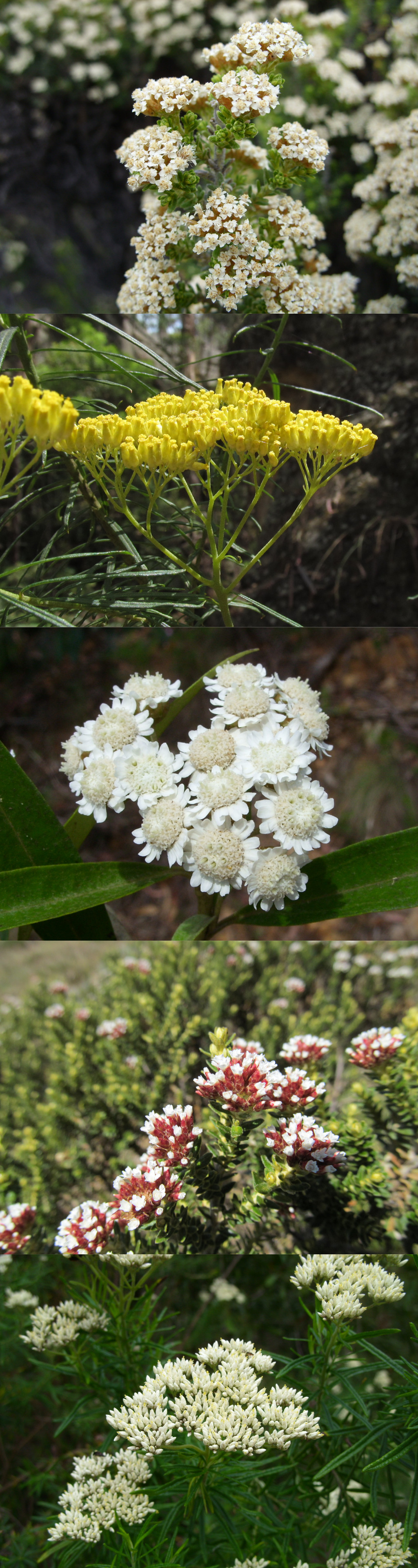 A sample of the range of images available in the Cassinia group key