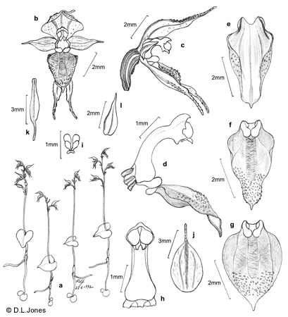 Acianthus pusillus line drawing