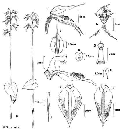 Acianthus fornicatus line drawing