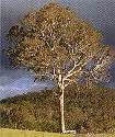 eucalypt image