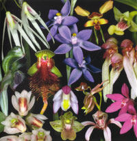 click to enlarge Collage of orchids