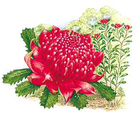 painting of waratah by Marion Westmacott