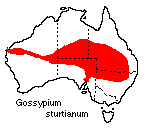 Gossypium sturtianum distribution map